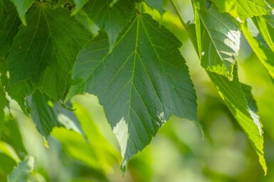 Acer rufinerve cépée 200-250
