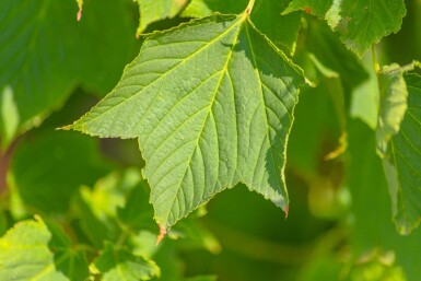 Acer rufinerve cépée 200-250