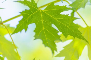 Acer saccharinum haute-tige 10/12