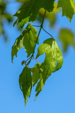 Acer saccharinum haute-tige 10/12