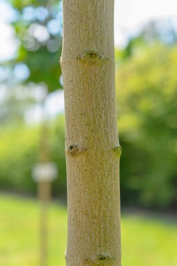Acer saccharinum haute-tige 10/12