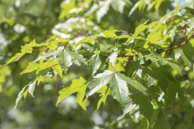 Acer saccharinum haute-tige 10/12