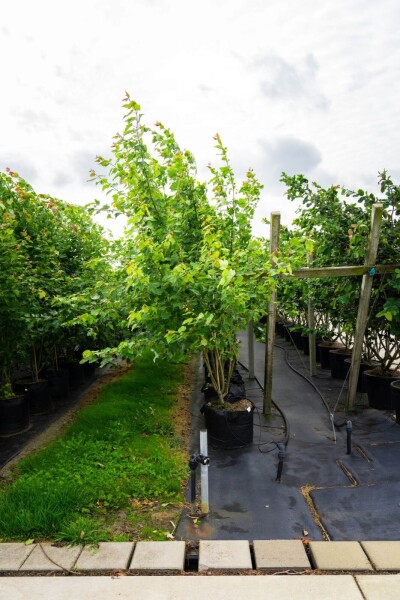 Acer saccharinum cépée 200-250