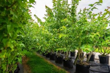 Acer saccharinum cépée 200-250