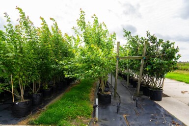Acer saccharinum cépée 200-250