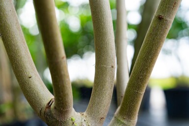 Acer saccharinum cépée 200-250