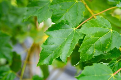 Acer saccharinum cépée 200-250