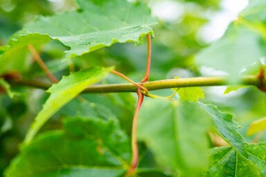 Acer saccharinum cépée 200-250