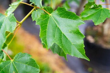 Acer saccharinum cépée 200-250