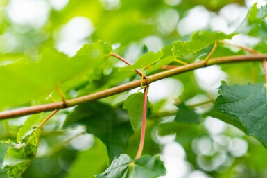 Acer saccharinum cépée 200-250