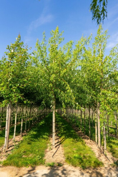 Acer saccharinum 'Laciniatum Wieri' haute-tige 10/12