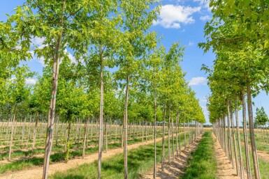 Acer saccharinum 'Laciniatum Wieri' haute-tige 10/12
