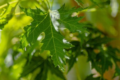 Acer saccharinum 'Laciniatum Wieri' haute-tige 10/12