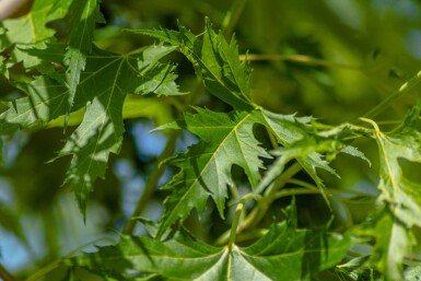 Acer saccharinum 'Laciniatum Wieri' haute-tige 10/12