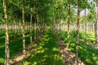Acer saccharinum 'Laciniatum Wieri' haute-tige 10/12