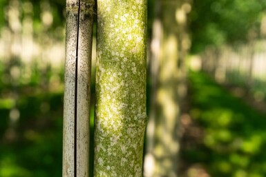 Acer saccharinum 'Laciniatum Wieri' haute-tige 10/12