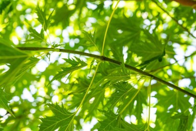Acer saccharinum 'Laciniatum Wieri' haute-tige 10/12