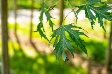 Acer saccharinum 'Laciniatum Wieri' haute-tige 10/12