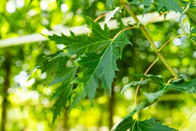Acer saccharinum 'Laciniatum Wieri' haute-tige 10/12
