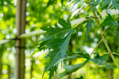 Acer saccharinum 'Laciniatum Wieri' haute-tige 10/12