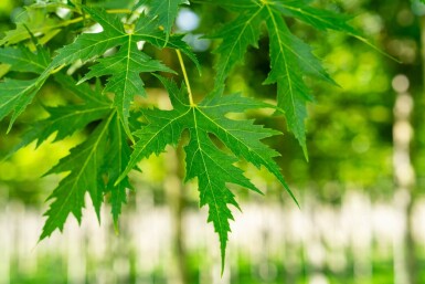 Acer saccharinum 'Laciniatum Wieri' haute-tige 10/12