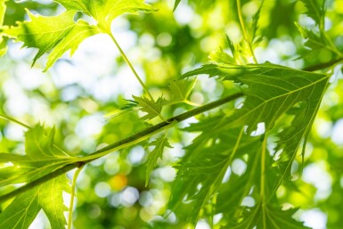 Acer saccharinum 'Laciniatum Wieri' haute-tige 10/12