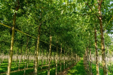 Acer saccharinum 'Laciniatum Wieri' haute-tige 10/12