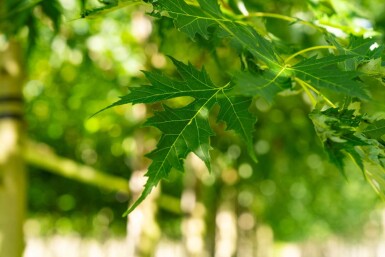 Acer saccharinum 'Laciniatum Wieri' haute-tige 10/12