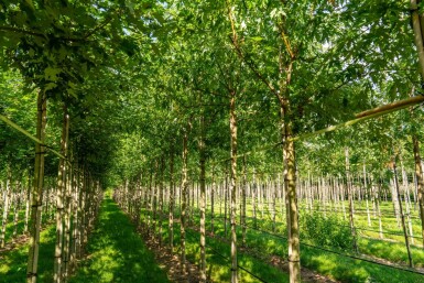 Acer saccharinum 'Laciniatum Wieri' haute-tige 10/12