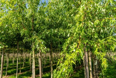 Acer saccharinum 'Laciniatum Wieri' haute-tige 10/12