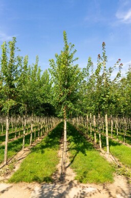 Acer tataricum subsp. ginnala haute-tige 10/12