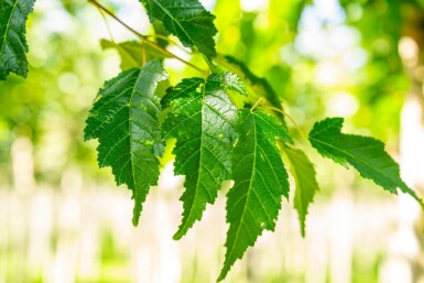 Acer tataricum subsp. ginnala haute-tige 10/12