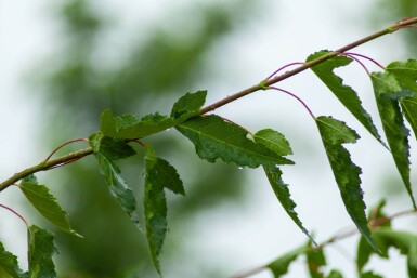Acer tataricum subsp. ginnala haute-tige 10/12