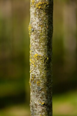 Acer tataricum subsp. ginnala haute-tige 10/12