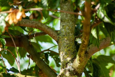 Acer tataricum subsp. ginnala haute-tige 10/12