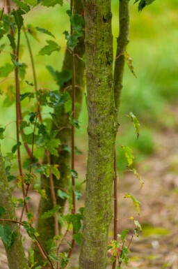 Acer tataricum subsp. ginnala haute-tige 10/12