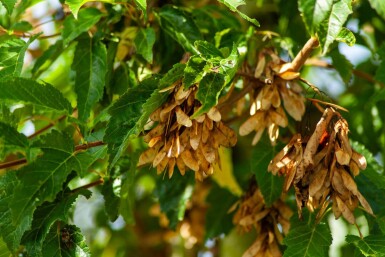 Acer tataricum subsp. ginnala haute-tige 10/12