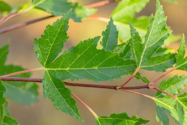 Acer tataricum subsp. ginnala haute-tige 10/12