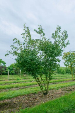 Acer tataricum subsp. ginnala cépée