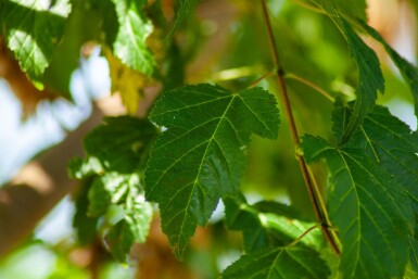 Acer tataricum subsp. ginnala cépée