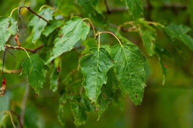 Acer tataricum subsp. ginnala cépée 200-250