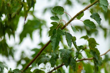 Acer tataricum subsp. ginnala cépée 200-250