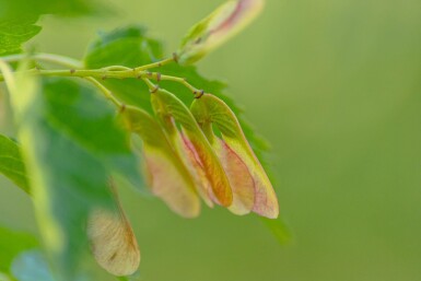 Acer tataricum subsp. ginnala cépée 200-250