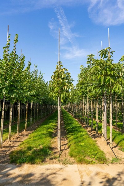 Aesculus flava haute-tige 10/12