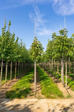 Aesculus flava haute-tige 10/12