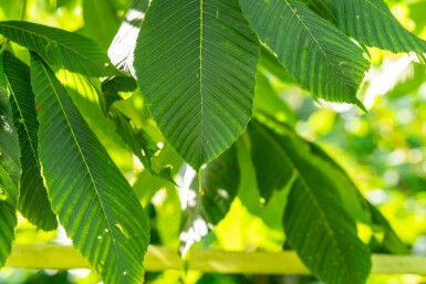 Aesculus flava haute-tige 10/12