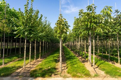 Aesculus flava haute-tige 10/12