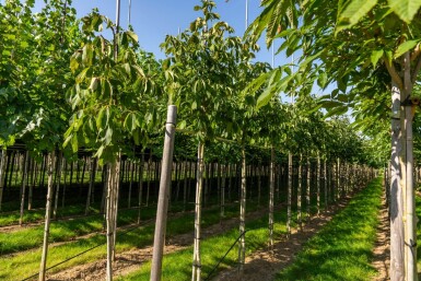 Aesculus flava haute-tige 10/12