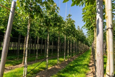 Aesculus flava haute-tige 10/12