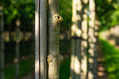 Aesculus flava haute-tige 10/12